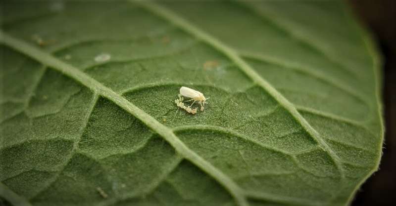 Research looks to beneficial insects for pest control
