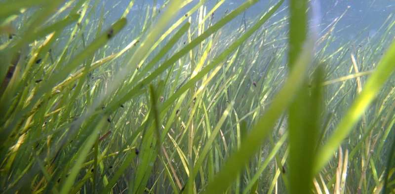Restoring seagrasses can bring coastal bays back to life