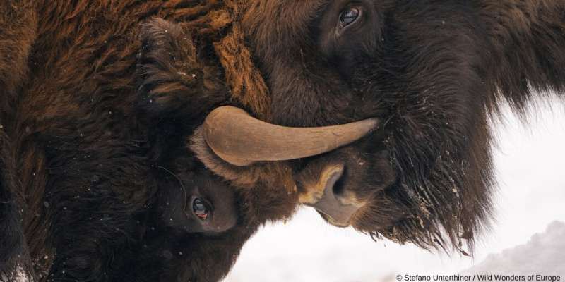 Rewilding bison in the Carpathians to maintain ecological connectivity and keep ecological corridors open