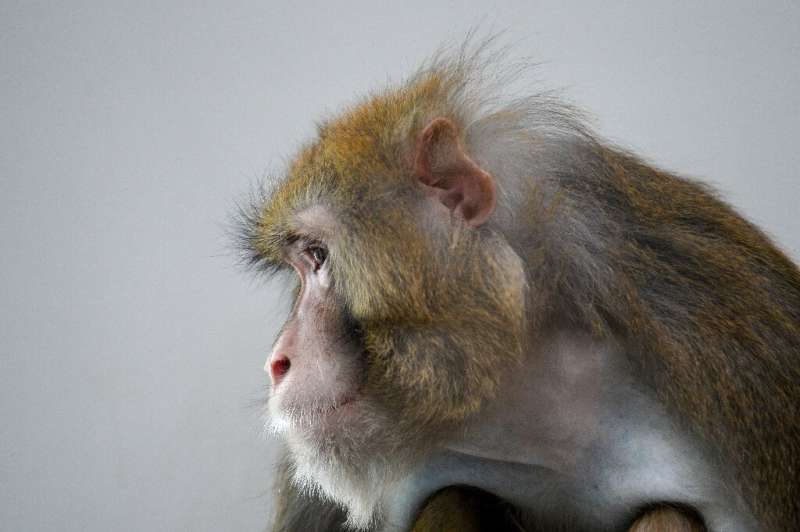 Rhesus macaques are often used in scientific experiments because of their similarities to humans