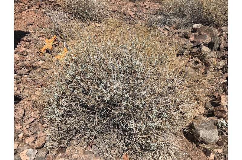Rising temps put desert shrubs in high-efficiency mode