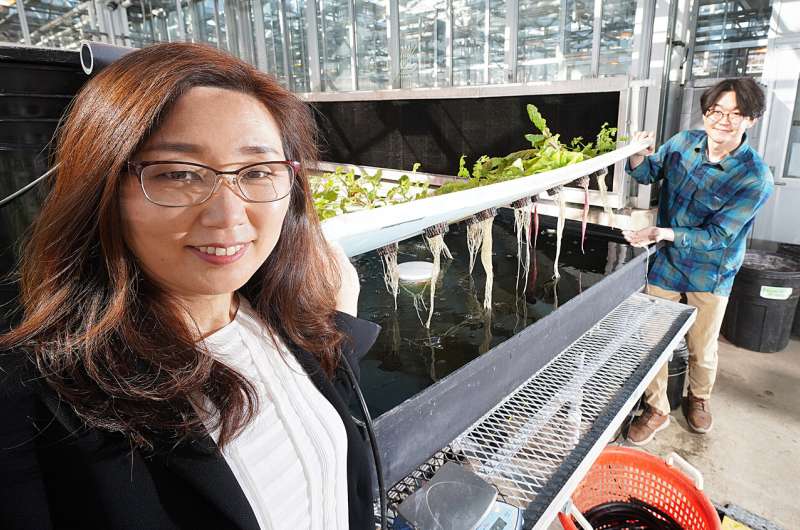 Risk of E. coli in hydroponic and aquaponic systems may be greater than once thought