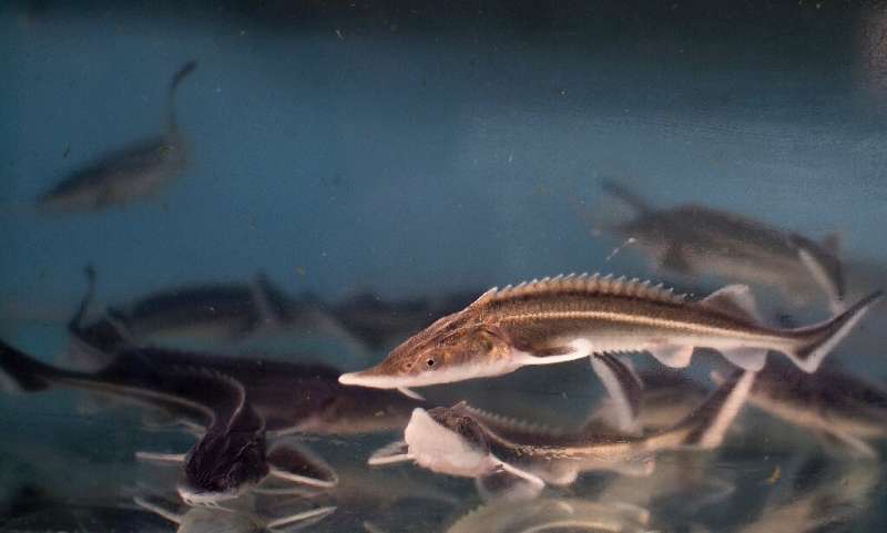 River fish like sturgeon, pictured here, are threatened by disruptions to their migration routes as well as overfishing