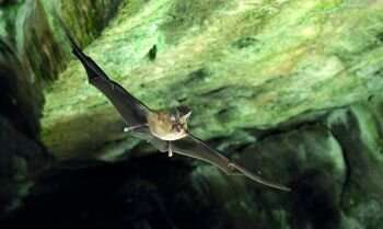 Road traffic noise causes bat activity to decrease by two thirds, as bats find it 'irritating'