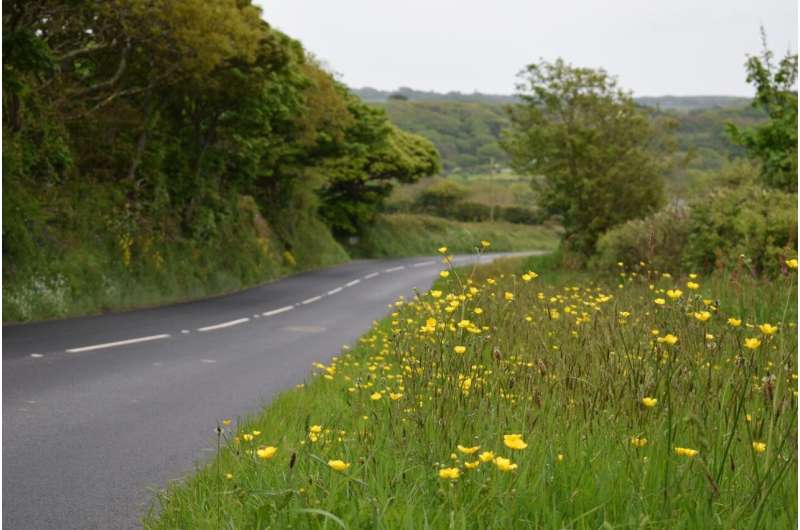 Road verges could be havens for pollinators