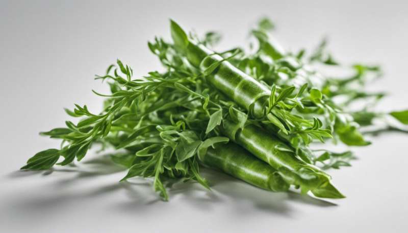 Rocket, arugula, rucola: how genetics determines the health benefits and whether you like this leafy green