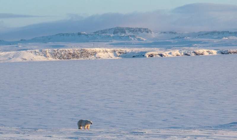 Russians living in Arctic settlements have sounded the alarm over dozens of bears entering areas of human habitation, particular