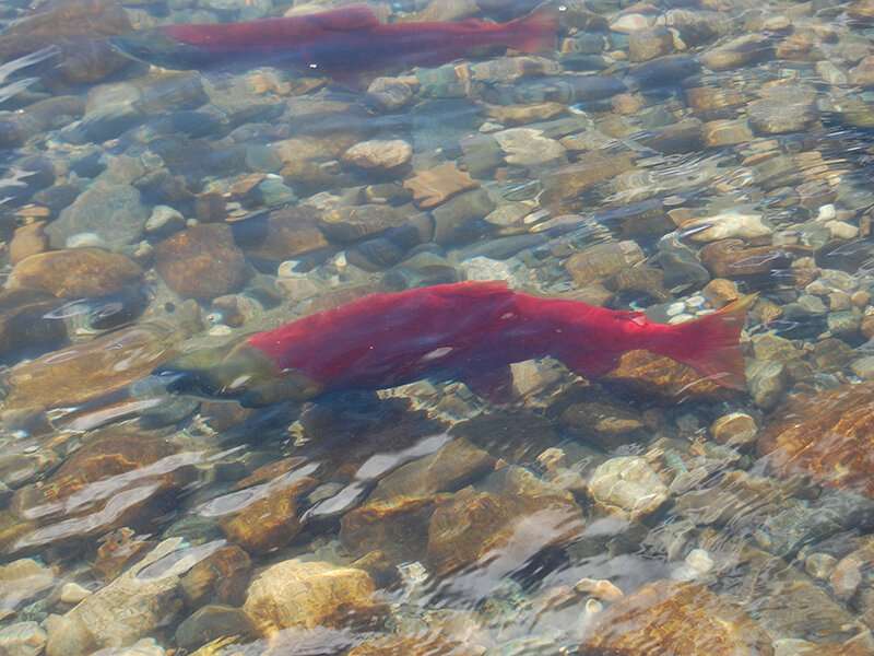 Salmon provide nutrients to Alaskan streambanks