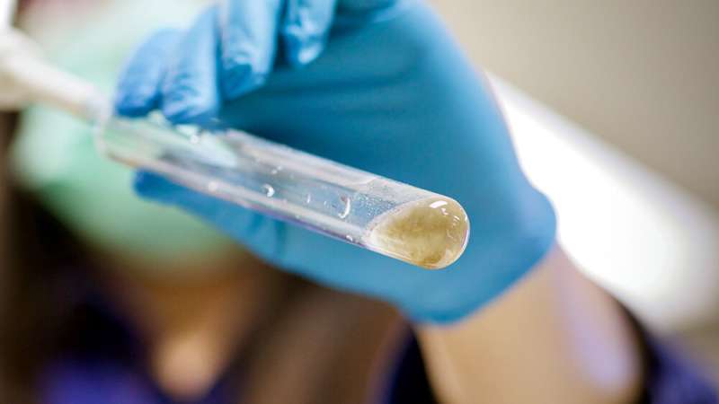 Salt-tolerant bacteria with an appetite for sludge make biodegradable plastics