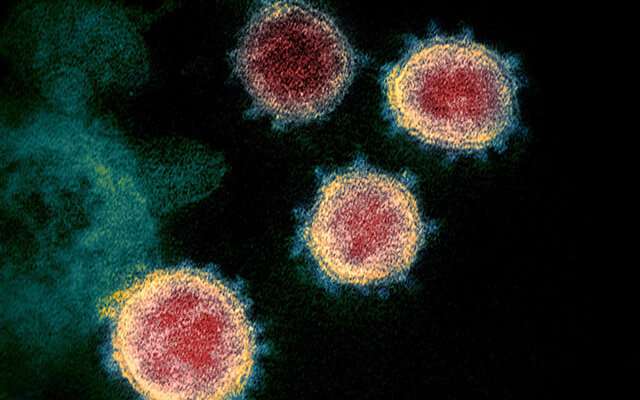 New insight into antibody-induced protective immunity to COVID-19 thumbnail