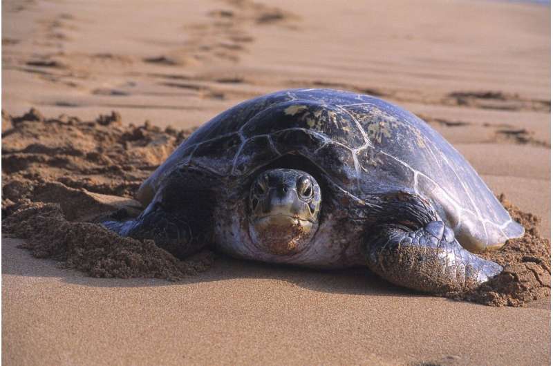 Satellite tracking finds turtle foraging areas in Australia's north-west