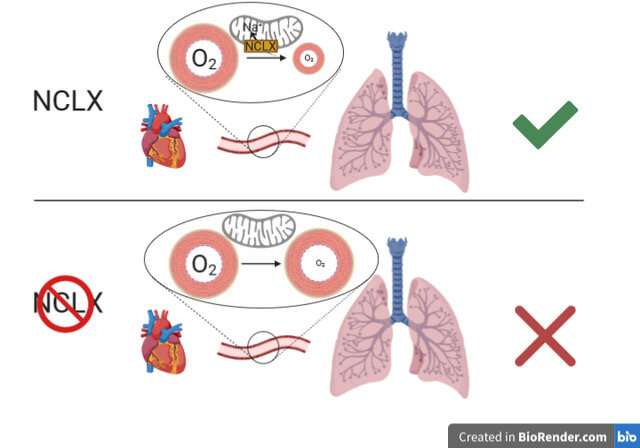Scientists at the CNIC and IIS Princesa decipher a key mechanism in hypoxia