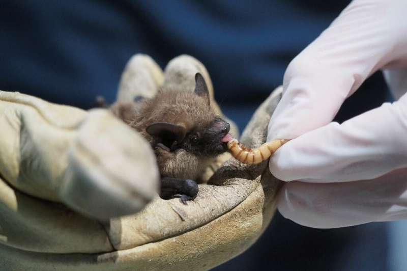 Scientists believe the novel coronavirus may have emerged in bats and was likely transmitted to humans via an intermediate anima