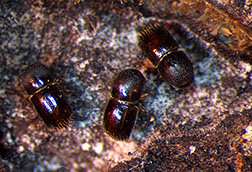 Scientists bolt down the defenses against ambrosia beetles