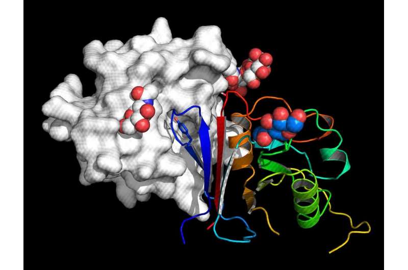 Scientists create decoy molecule that neutralizes arenaviruses