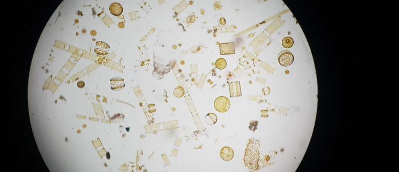 Scientists highlight effects of climate change on UK’s plankton