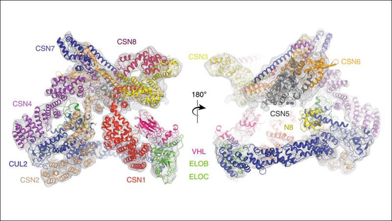 Scientists map cancer-related proteins in unprecedented detail