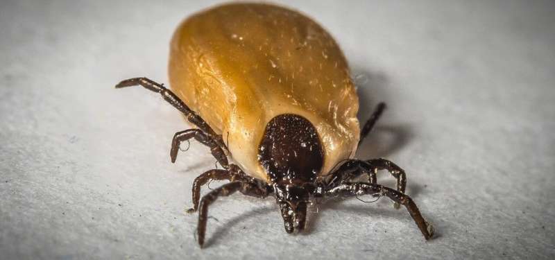 Scientists synthesise tick spit protein for first time