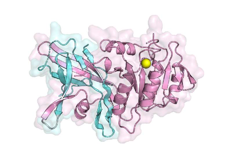 Scientists visualize the structure of a key enzyme that makes triglycerides