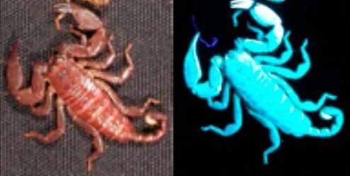 Scorpions make a fluorescent compound that could help protect them from parasites