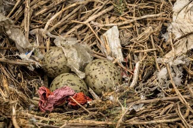 Seabird nests are full of discarded plastic debris