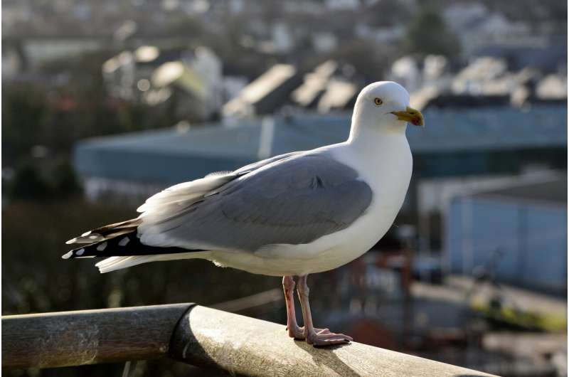 Seagulls favor food humans have handled