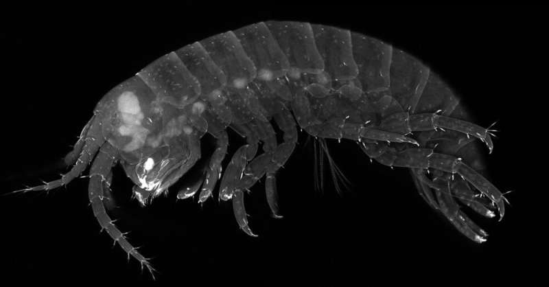 Search for the "wings" of a crustacean sheds light on origins of insect wings