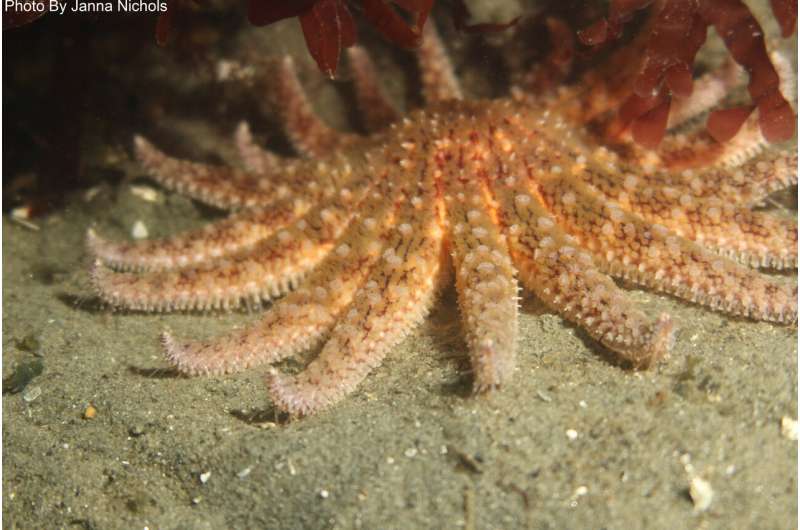 Sea star listed as critically endangered following research by Oregon State University