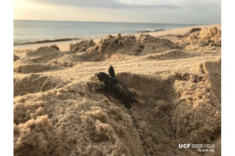 Sea turtle nesting season winding down in Florida, some numbers are up and it's unexpected