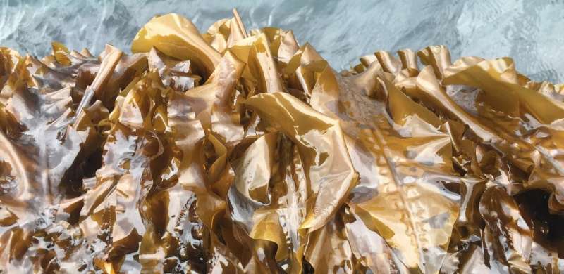 Seaweeds may become a profitable piece in the green transition jigsaw