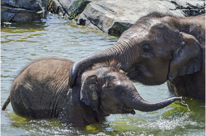 Second young elephant dies from virus at New York zoo