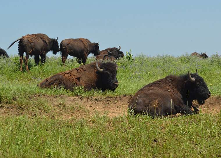 Secrets of the ‘lost crops’ revealed where bison roam