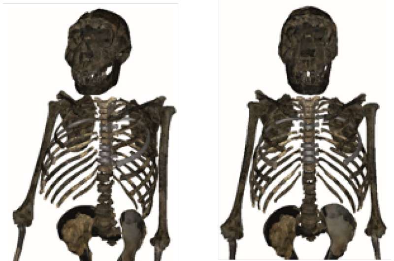 Seeking ancestral commonalities with modern human body type, researchers find stockier answer