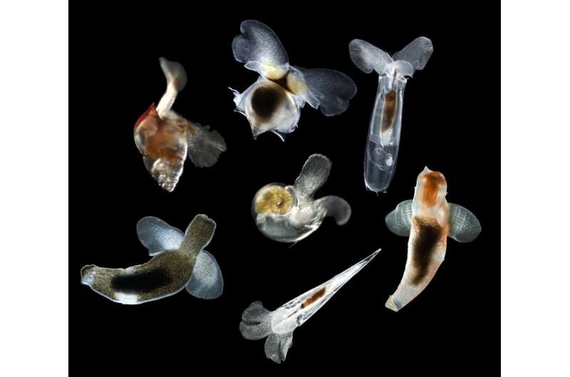 Sentinels of ocean acidification impacts survived Earth's last mass extinction
