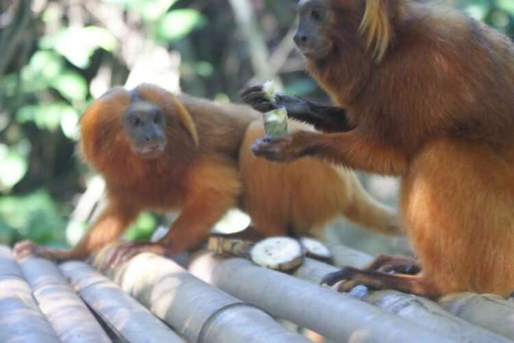 Sharing food aids monkey business