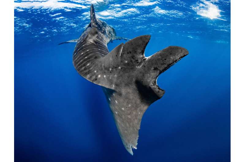 Sharp increase in Ningaloo whale shark injuries might be due to boat encounters