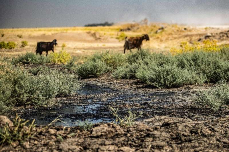 Sheep graze and drink from a stream polluted by an oil spill near the village of Sukayriyah, in the countryside south of Rmeilan