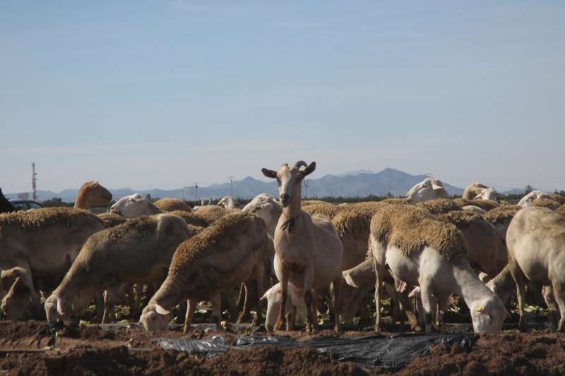 Sheep show the contamination by microplastics in the agricultural soils of Murcia