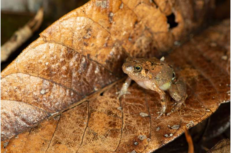 Shining like a diamond: A new species of diamond frog from northern Madagascar