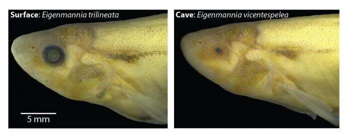 Shocking adaptations discovered in electric fish of Brazil's Amazon