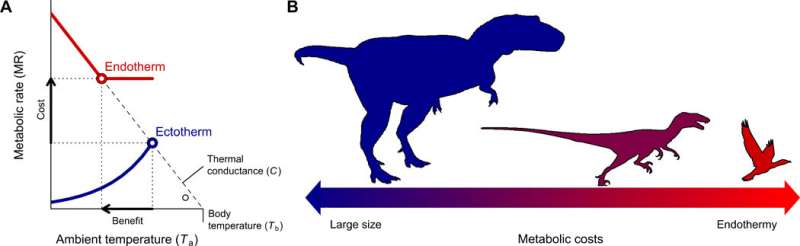 Shrinking dinosaurs and the evolution of endothermy in birds