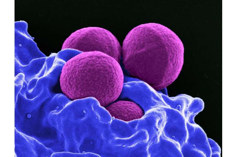 Siblings can also differ from one another in bacteria