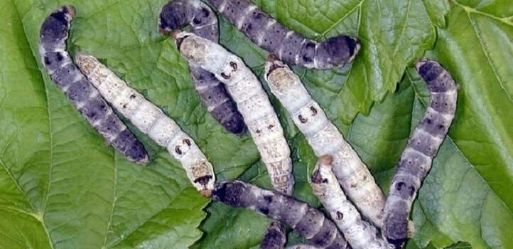 Silkworms provide new spin on sticky molecules