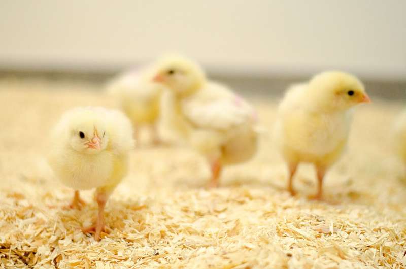 Simple way of 'listening' to chicks could dramatically improve welfare