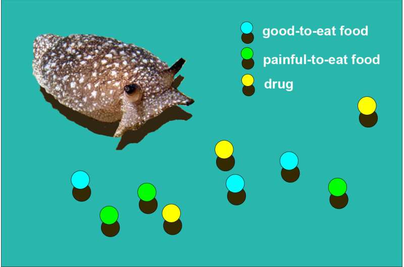 Simulated sea slug gets addicted to drug