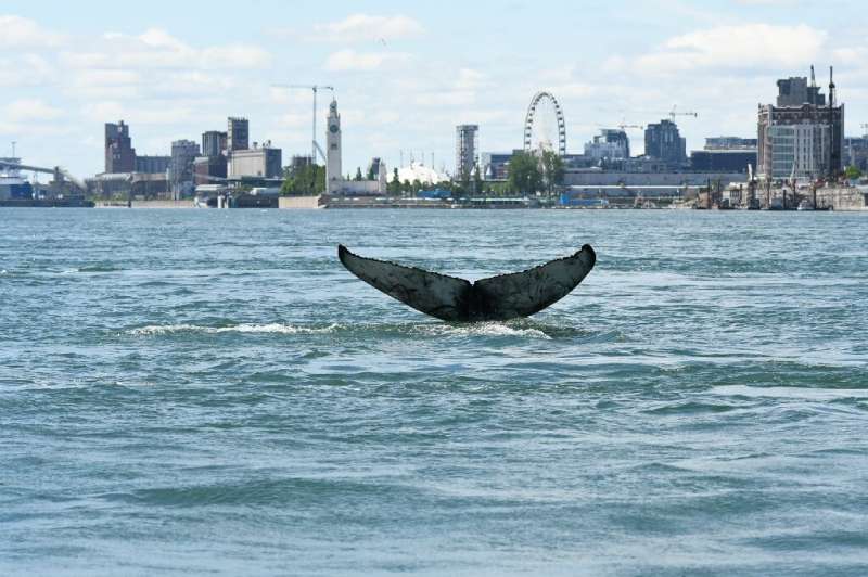 Since Saturday, the humpback has been seen exploring the waters off Montreal, hundreds of kilometres (miles) from the waters it 