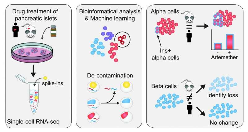Single-cell RNA seq developed to accurately quantify cell-specific drug effects in pancreatic islets