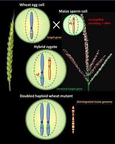 Site-directed mutagenesis in wheat via haploid induction by maize