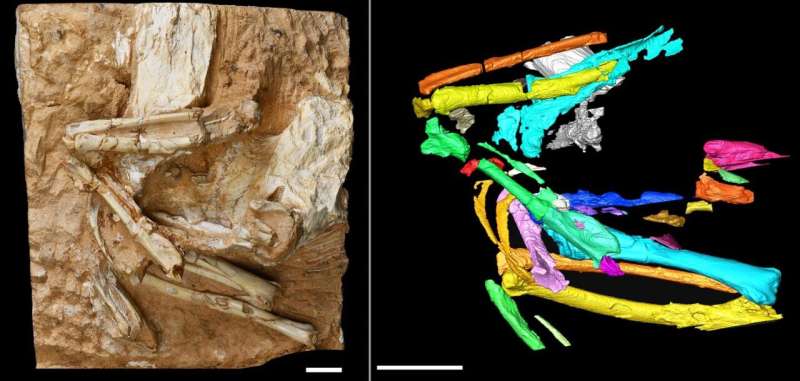 Six million-year-old bird skeleton points to arid past of Tibetan plateau