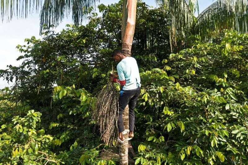 Sixteen-year-old Fabio Gondim, who lives in the community of Bauana, picks acai fruit